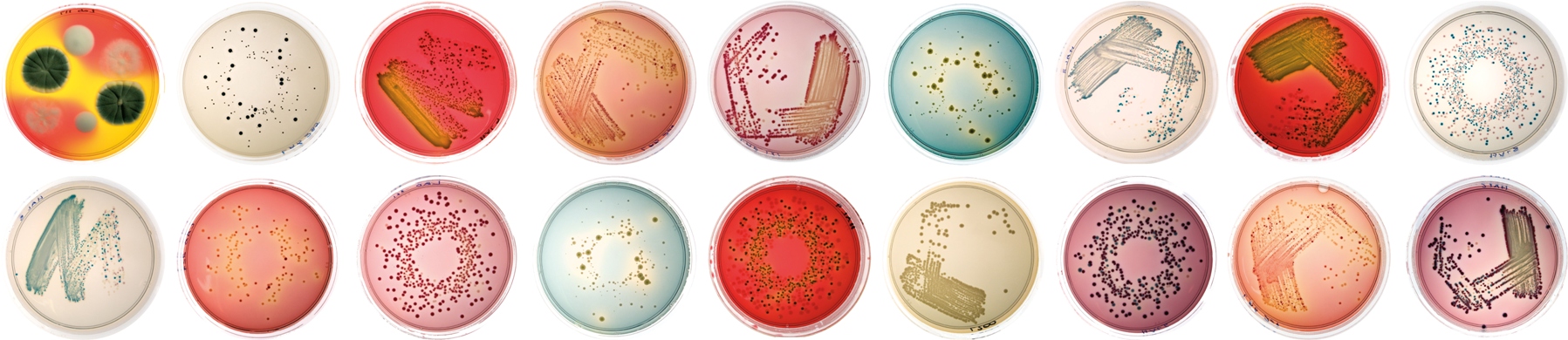 2021/2022 Microbiology for pharmacists